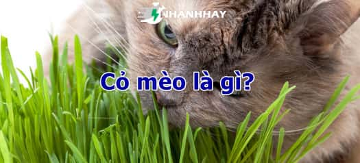 Cỏ mèo là gì? Mọi điều về cỏ mèo bạn biết chưa - Nhanh Hay